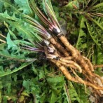 Salves – Weeds to Remedies Fall Harvest