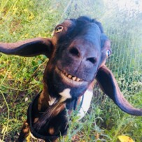 2019 Goat Yoga