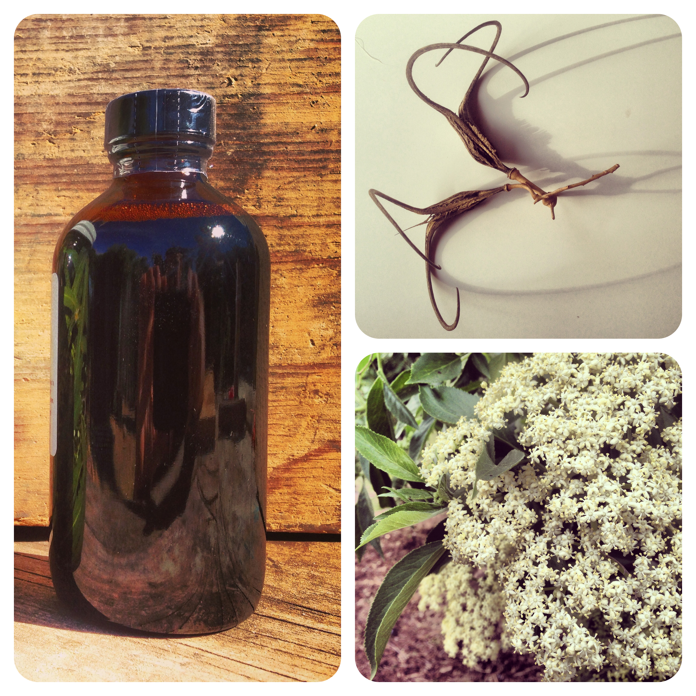 Tinctures and Glycerites